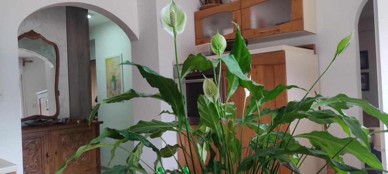 Apartment Oaza Kotor Eksteriør bilde